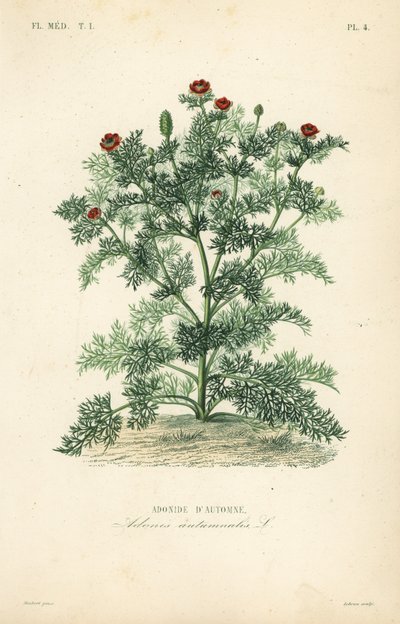 Flor de Adonis o ojo de faisán, Adonis annua de Unbekannt