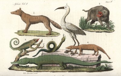 Animales africanos como hipopótamos, camaleones, cocodrilos, serpientes, etc. Grabado en cobre coloreado a mano de la obra de Giulio Ferrario Il Costume Antico e Moderno di Tutti i Popoli (El traje antiguo y moderno de todos los pueblos). de Unbekannter Künstler