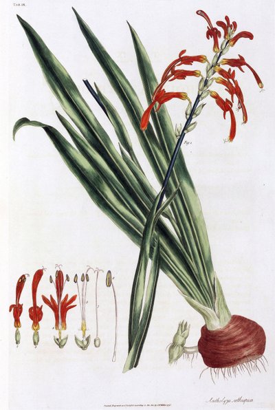 Lirio de maíz africano (Mais a lys d