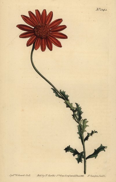 Margarita africana o Arctotis pegajosa, Arctotis glutinosa de Unbekannt