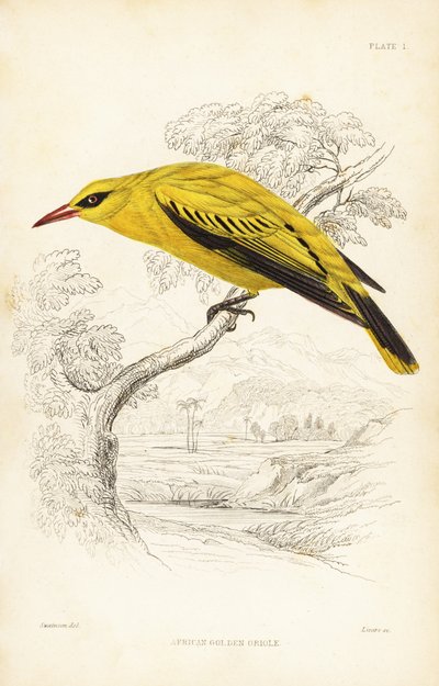 Oropéndola dorada africana, Oriolus auratus. Grabado en acero coloreado a mano por William Lizars según William Swainson de la Naturalist