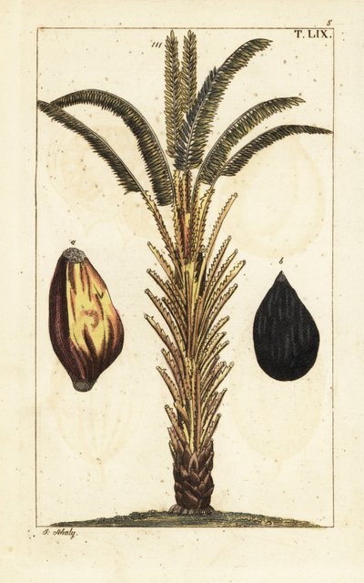 Palmera africana con fruto, Elaeis guineensis. de Unbekannter Künstler