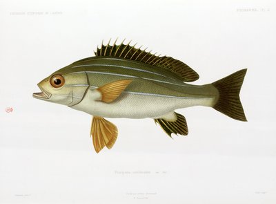 Gruñón rayado africano, Argelia de Unbekannter Künstler