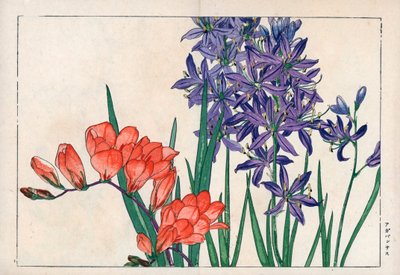 Agapanto o lirio del Nilo (azul) y fresia. Lirio africano, Agapanthus africanus, y fresia, Freesia refracta. Grabado en madera coloreado a mano de la obra de Konan Tanigami "Seiyou Sokazufu" (Álbum pictórico de plantas y flores occidentales: primavera), Un de Unbekannter Künstler