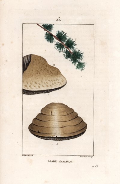 Agaric du meleze - Grabado de Gautier de un dibujo de Ernestine Panckoucke (1784-1860), extraído de La flore medicale, de Chaumeton, Poiret et Chamberet, París 1830 - Seta blanca nocturna, Tricholoma album, y rama de su alerce huésped - Grabado de Unbekannter Künstler