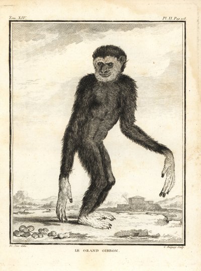 Gibón ágil, Hylobates agilis. Engendrado. El gran gibón. Grabado al cobre de C. Baquoy, según una ilustración de Jacques de Seve de la Histoire Naturelle de Georges-Louis Leclerc, Comte de Buffon, Imprimerie Royale, París. de Unbekannter Künstler