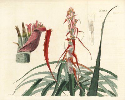Aguava, Bromelia alsodes (Piña de hoja estrecha, Bromelia sylvestris). Grabado en cobre coloreado a mano por Weddell a partir de una ilustración botánica de John Curtis de William Curtis
