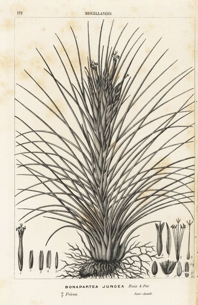 Planta de aire, Tillandsia juncea (Bonapartea juncea). Litografía coloreada a mano de la obra de Louis van Houtte y Charles Lemaire Flores de los jardines e invernaderos de Europa, Flore des Serres et des Jardins de l