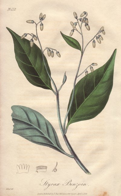 Alibouffier o styrax (Styrax benzoin) - Agua fuerte de William Clarke para ilustrar "Medical Botanical, Description of the Medicinal Plants of London, Edinburgh, and Dublin" de John Stephenson y James Morss Churchill, publicado en Londres por John Chur de Unbekannter Künstler