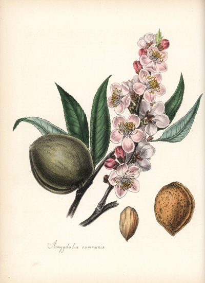 Almendro - Almendra común, Prunus amygdalus (Amygdala communis), con flor, hoja, fruto y semilla (nuez). Zincografía coloreada a mano de Chabots dibujada por Miss M. A. Burnett de su "Plantae Utiliores: or Illustrations of Useful Plants", Whittaker, Londre de Unbekannter Künstler