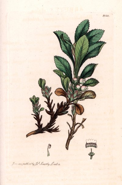Alpine Busserole o Alpine Bear Grape (Arctostaphylos alpina) - Litografía basada en un dibujo de James Sowerby para Smith