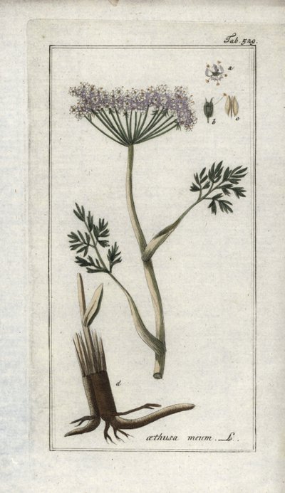 Perifollo alpino o hinojo de montaña (Meum athamantium). Litografía de "Afbeelding der Artseny-Gewassen" de Johannes Zorn (1739-1799), Países Bajos. de Unbekannter Künstler