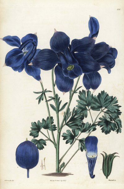 Columbina alpina, Aquilegia alpina. Grabado en cobre coloreado a mano por Weddell a partir de una ilustración botánica de Edward Dalton Smith de Robert Sweet