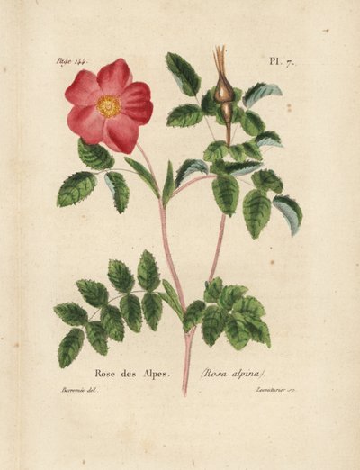 Rosa alpina, Rosa alpina, Rosa alpina. Litografía coloreada a mano por Lecouturier a partir de una ilustración botánica de Borromee del Manual completo del amante de las rosas de Pierre Boitard, Roret, París 1836. de Unbekannter Künstler