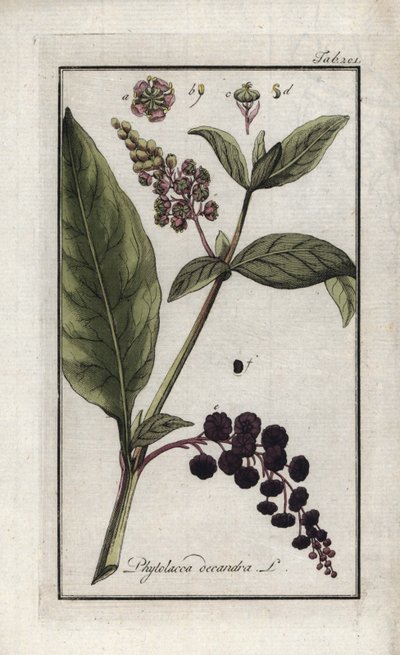 Uva americana o espinaca de Cayena o de la India (Phytolacca decandra). Litografía de "Afbeelding der Artseny-Gewassen" de Johannes Zorn (1739-1799), Países Bajos. de Unbekannter Künstler