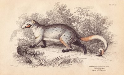 Paradoxide americano, Paradoxurus dubius. De un espécimen del Museo de Filadelfia. Grabado en acero coloreado a mano por Lizars a partir de una ilustración de Charles Hamilton Smith de la Biblioteca del Naturalista de William Jardine, Edimburgo. de Unbekannter Künstler