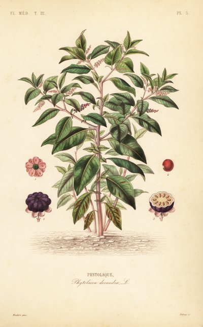 Hierba carmín americana, Phytolacca americana de Unbekannt