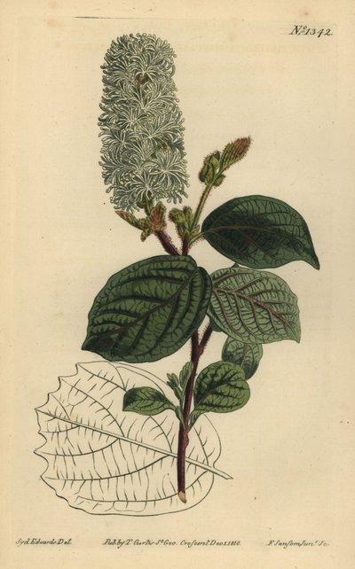 Hamamelis americano, Fothergilla gardenii de Unbekannt