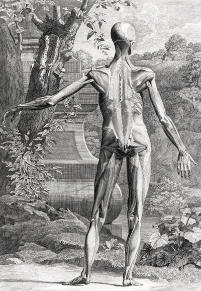 Ilustración anatómica de Unbekannter Künstler