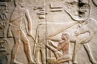 Antiguo Egipto: Saqqarah (o Saqqara o Sakkarah): necrópolis del Antiguo Imperio, tumba de nobles. Detalle de los relieves que representan el ordeño de un búfalo. de Leopold Blonder