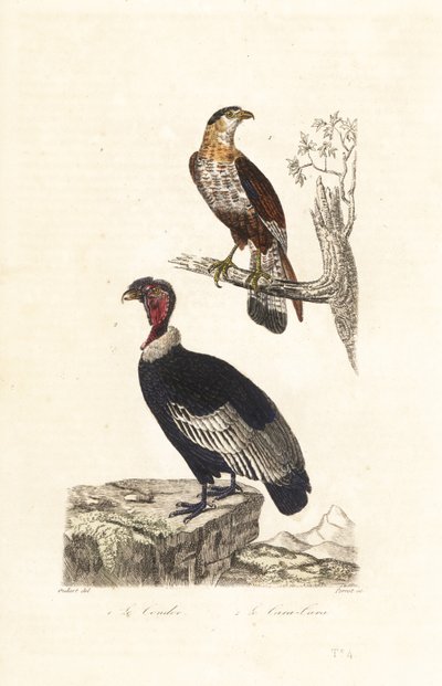 Cóndor andino y caracara crestado del sur. de Unbekannter Künstler