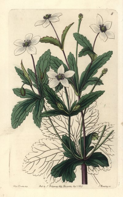 Anemone des rives - Anémona de los ríos, Anemone rivularis. Grabado en cobre coloreado a mano por George Barclay según una ilustración de Miss Sarah Drake del Edwards