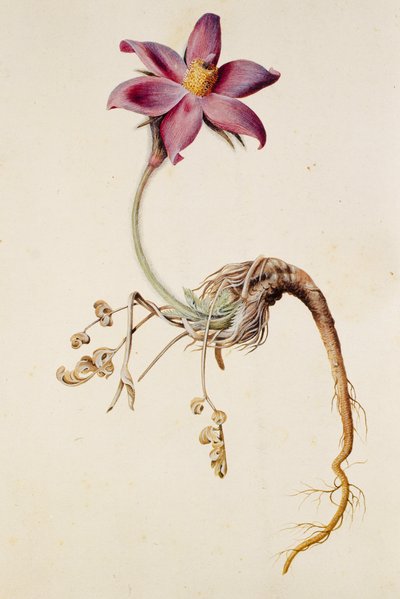 Anemone pulsatilla/Anenome pulstaille de Unbekannt