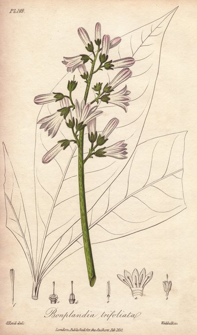 Árbol de Angostura, Angostura trifoliata de Unbekannter Künstler