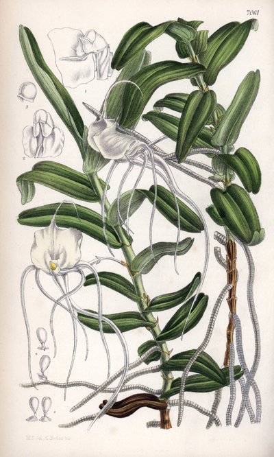 Angraecum germinyanum, orquídea blanca de Madagasvar. Lleva el nombre del conde Adrien de Germiny, Francia. Dibujo de Matilda Smith (1854-1926), litografía de J.N. Fitch en Curtis Botanical Magazine, de Joseph Dalton Hooker, publicado en Londres, Inglaterr de Unbekannter Künstler