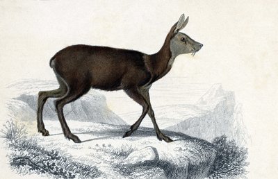 Tabla de animales: Chevrotain (Moschus Pygnueus). Mammiferes quadrupedes ruminants - en "Dictionnaire universel d