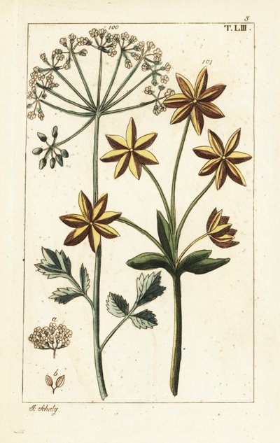 Anís o anís, Pimpinella anisum. de Unbekannter Künstler