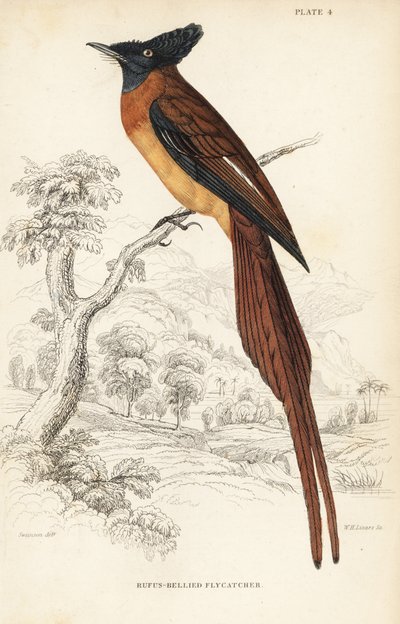 Papamoscas del paraíso de Annobon, Terpsiphone smithii, Vulnerable. (Papamoscas panza de rufo, Muscipeta rufiventer). Grabado en acero coloreado a mano por William Lizars según William Swainson de la Naturalist