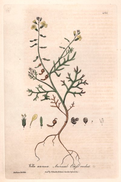 Vella annua (Vella annua) - Lámina botánica de Isaac Russell, grabada por Charles Matthews, de "English Botanical Phenomenes" de William Baxter (1788-1871) de Unbekannter Künstler