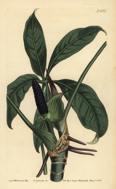 Anthurium palmatum, Pothos de cinco hojas, Pothos pentaphylla de Unbekannt