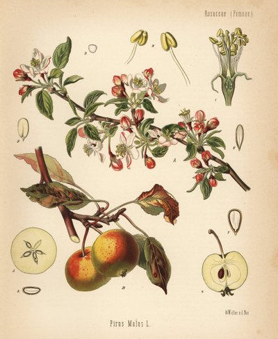 Manzano, Malus domestica (Pyrus malus). Cromolitografía según una ilustración botánica de Walther Muller de Hermann Adolph Koehler