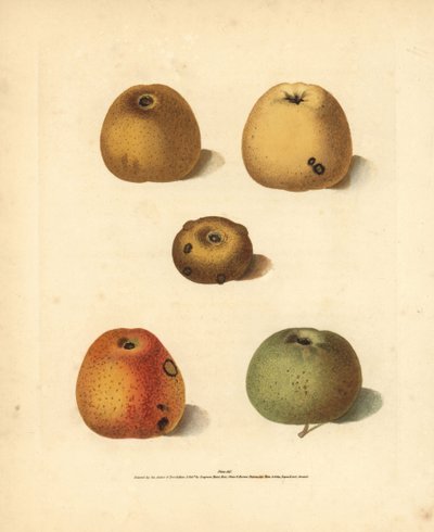 Variedades de manzana, Malus domestica: Franklin