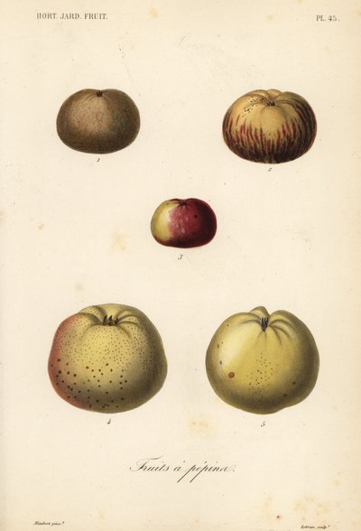Variedades de manzana, Malus pumila de Unbekannt