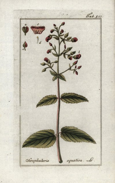 Escrofular acuática (Scrophularia aquatica). Litografía de "Afbeelding der Artseny-Gewassen" de Johannes Zorn (1739-1799), Países Bajos. de Unbekannter Künstler