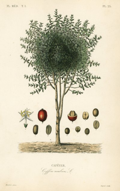 Cafeto árabe, Coffea arabica, Cafeyer de Unbekannter Künstler
