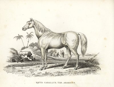 Caballo árabe o árabe, Equus caballus var. arabicus. Con la marca de Napoleón en el flanco y soldados y cañones franceses en un campo de batalla del norte de África. Litografía coloreada a mano de la Galería de Historia Natural de Georg Friedrich Treitschk de Unbekannter Künstler