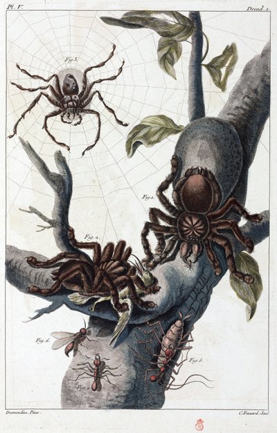 Araña comedora de aves y tarántula del Surinam de Unbekannt