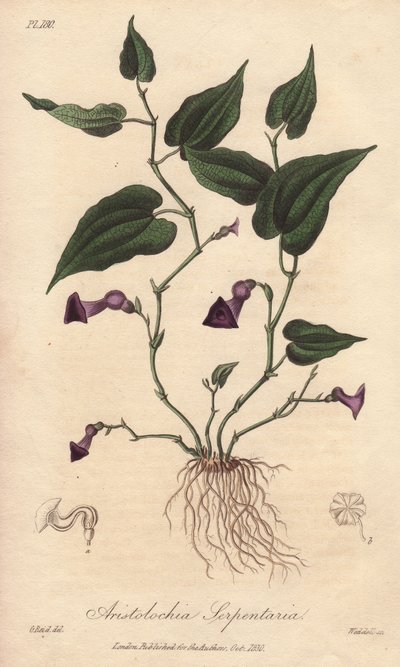 Aristoloche (Aristolochia serpentaria) - Agua fuerte de William Clarke para ilustrar "Medical Botanical, Description of the Medicinal Plants of London, Edinburgh and Dublin" de John Stephenson y James Morss Churchill, publicado en Londres por John Churc de Unbekannter Künstler