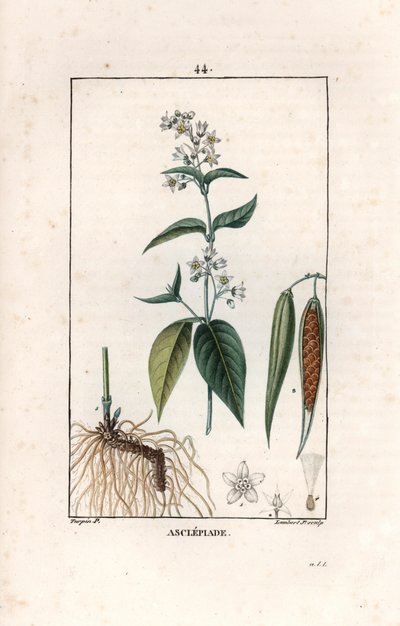 Asclepiade ou herbe à la wadding ou herbe aux parruches - Grabado de Lambert fils, a partir de un dibujo de Pierre Jean Francois Turpin (1775-1840), extraído de La flore medicale, de Chaumeton, Poiret et Chamberet, París 1830 - Hierba golondrina, Vincetoxi de Unbekannter Künstler