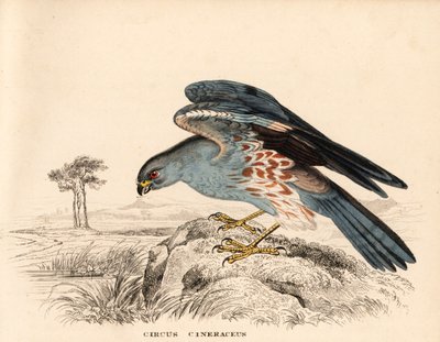 Aguilucho cenizo, Circus cineraceus. Grabado en acero coloreado a mano de la Galería de Historia Natural de Georg Friedrich Treitschke, Naturhistorischer Bildersaal des Thierreiches, Liepzig. de Unbekannter Künstler