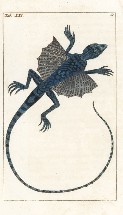 Lagarto volador asiático - Forte Water de Gottlieb Tobias Wilhelm (1758-1811), de la Encyclopedie of Natural History: Anfibios de Unbekannter Künstler