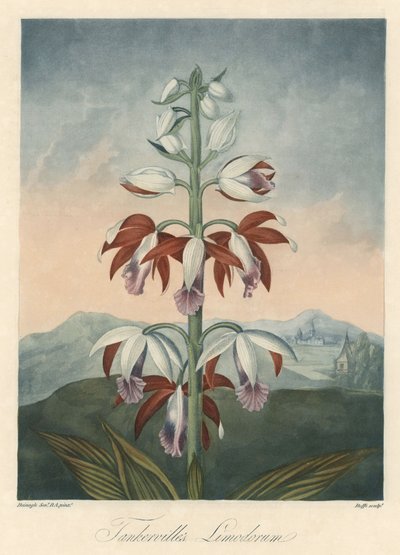 Variedad de orquídea asiática Eau forte, extraída de The Temple of Flora, del Dr. Robert Thornton (1768-1837) de Unbekannter Künstler
