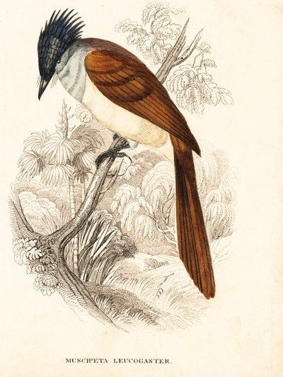 Atrapamoscas asiático (Himalaya), Terpsiphone paradisi leucogaster (Muscipeta leucogaster). Grabado en acero coloreado a mano de la Galería de Historia Natural de Georg Friedrich Treitschke, Naturhistorischer Bildersaal des Thierreiches, Liepzig. de Unbekannter Künstler
