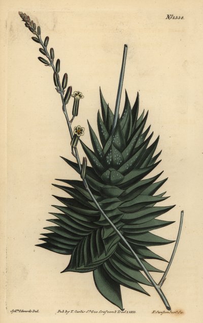 Astroloba spiralis (Aloe pentagonal, Aloe pentagona) de Unbekannt
