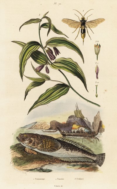 Stargazer atlántico, avispa de madera y campanas de hadas chinas, de Unbekannter Künstler