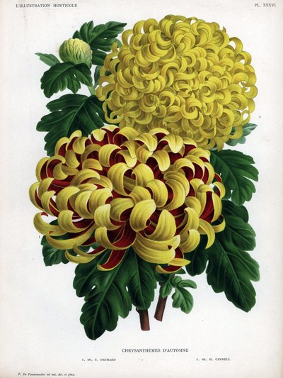 Híbridos de crisantemo de otoño: M. C. Orchard tiene una gran flor amarilla y carmesí y M. H.Cannell tiene una gran flor amarilla. de Unbekannter Künstler